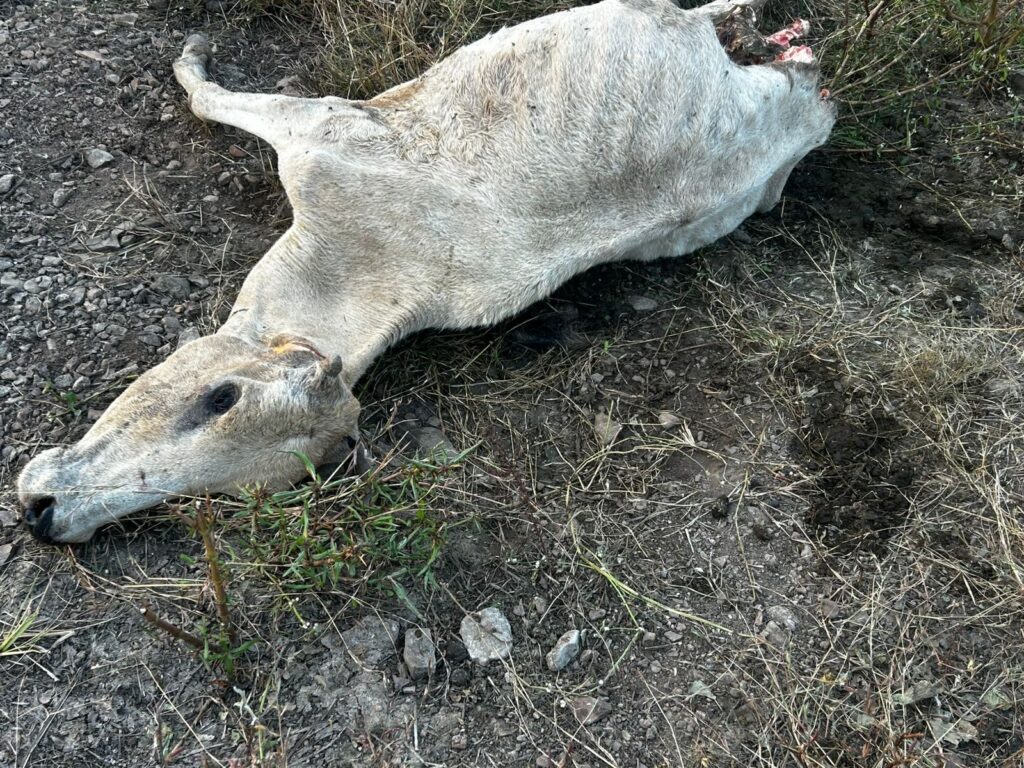 img 20251115 wa0647340318591408915260 Console Corptech