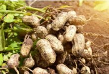 IMG 20260211 203044 Console Corptech